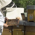 Il 20 maggio è la Giornata mondiale delle api. In FVG sono oltre 1200 gli apicoltori