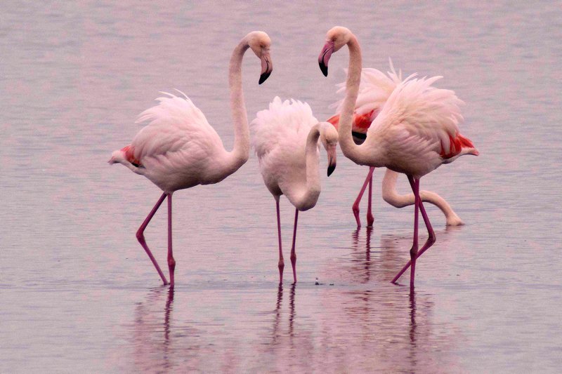 I Fenicotteri Rosa Stabili Ospiti Nella Riserva Naturale Della Valle Cavanata Presso Grado Le Foto Ilfriuliveneziagiulia