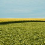 Guerra in Ucraina e agricoltura, l’Unione europea apre a maggiori produzioni di cereali