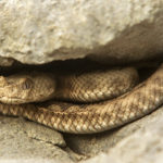 Morsa da una vipera sul monte San Daniele, soccorsa con l'elicottero del Suem