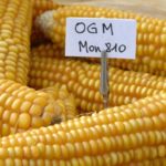 Corte Giustizia UE: legittimo proibire coltura del mais OGM in Friuli Venezia Giulia