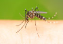 Prima vittima di West Nile a Pordenone dall’inizio dell’anno