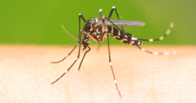 La dengue si espande anche in Italia: i contributi dell’ICGEB di Trieste allo studio del virus