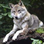 Uomini e lupi, una difficile convivenza: in Fvg i branchi sono meno di 10 ma in aumento