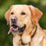 Salute e benessere del cane, tutto parte dall’alimentazione: la qualità conta