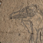 Apre venerdì 14 febbraio a Tolmezzo la mostra “Pesci fossili dai monti friulani”