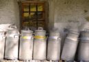Filiera del latte in Friuli Venezia Giulia, la redditività passa dal Montasio DOP e dalle lavorazioni