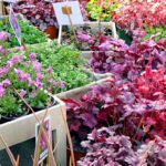 Horti Tergestini 2020 vive nel mondo virtuale con i video dei vivaisti