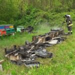 Incresciosi atti vandalici a San Lorenzo Isontino: bruciati alveari e sversati rifiuti nel bosco