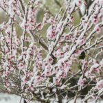 Shock termico con neve a bassa quota, a rischio ciliegi, albicocchi, peschi e mandorli già fioriti. Le foto