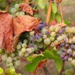 Il caldo torrido e la mancanza di precipitazioni stanno bruciando frutta e verdura nei campi