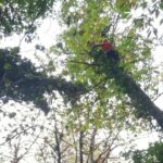 Parapendista cade e rimane sospesa su albero spaccato. Delicata operazione di recupero