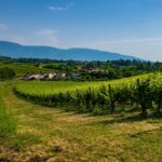 Friuli Venezia Giulia, Veneto e Consorzio Prosecco affilano le armi contro il riconoscimento del Prosek