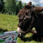 "Nessuno Escluso": i libri a dorso d’asino hanno ripreso il loro viaggio tra le montagne della Carnia