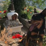 Fuori pericolo il cane Jack del Soccorso Alpino, aveva ingerito esche avvelenate. Ha salvato decine di persone