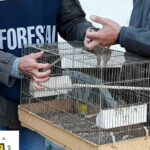 Protezione della fauna selvatica, intensa attività della Guardia forestale. Un agente ferito da un cacciatore