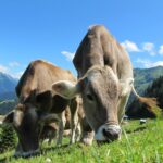 Ponte di Ognissanti con il bel tempo, è boom di vacanze in agriturismo