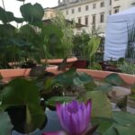 E' verde a Villa Manin con “Nel Giardino del Doge Manin”