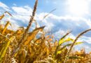Siccità, la Regione pronta a chiedere lo stato di emergenza. Settore agricolo in forte crisi