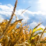 Caldo e siccità incombono: la carenza di acqua per l’agricoltura è un’emergenza assoluta