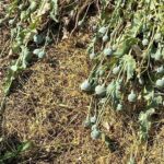La Guardia di Finanza scopre piantagione con 760 piante di oppio in un giardino abbandonato