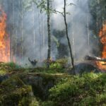 Incendi e riforestazione: le indicazioni dell'esperto al termine di un'estate devastata dal fuoco