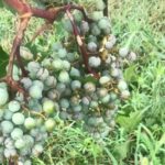 Collio goriziano devastato dalla grandine, in alcune zone perso tutto il raccolto dell’uva