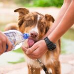 Il caldo colpisce anche gli animali: garantire sempre tanta acqua agli amici a 4 zampe