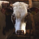 Il caldo fattore di stress per le mucche, la produzione di latte cala del 10%