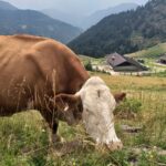 Estate in malga con Visit Zoncolan alla scoperta di un mondo di genuinità e di sapori antichi