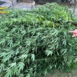 Coltiva marijuana in giardino, la Finanza lo scopre, lo denuncia e sequestra le piante