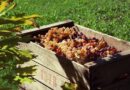 Vendemmia 2025: produttività in ripresa ma preoccupa il contesto economico e geopolitico