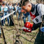 16 marzo all’Agricola San Felice di Castelnuovo Berardenga – 2° Festival del Potatore ideato e organizzato da Simonit&Sirch Vine Master Pruners