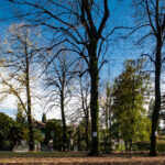 Abbattimento dei tigli a Pordenone: raccolti 28mila euro per spese legali, chiesto accertamento età degli alberi