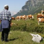 Indennità compensative dell'UE dimezzate, agricoltori di montagna in gravissima difficoltà