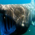 Buone notizie per la biodiversità: avvistato nel Golfo di Trieste uno squalo elefante di circa 8 metri