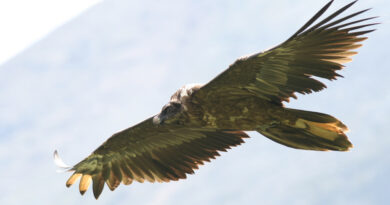 Sorprese al lago di Cornino: il raro gipeto e l’aquila di mare avvistati nella Riserva