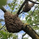Sciami di api, niente paura: le raccomandazioni degli apicoltori udinesi