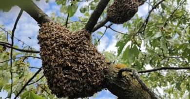 Sciami di api, niente paura: le raccomandazioni degli apicoltori udinesi