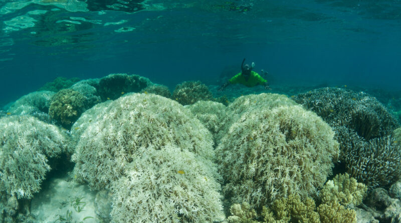 Giornata internazionale del Mediterraneo, il WWF mette in guardia sul surriscaldamento