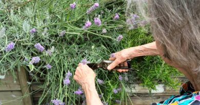 Giornata mondiale dell’Alzheimer, Trieste si illumina di viola. I servizi in FVG