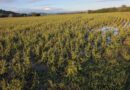 Confagricoltura Fvg: gravi danni per il maltempo alle colture di Medea e dintorni