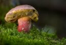 Intossicazioni da funghi in aumento: i consigli per una raccolta sicura in Friuli Venezia Giulia