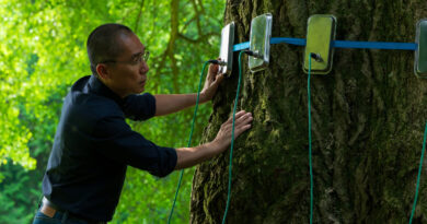 Alla regista Ildikó Enyedi va il Premio Eastern Star Award 2026:  chiude l’edizione 37^ edizione del Trieste Film Festival la proiezione del film “Silent Friend”