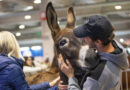 Pordenone Fiere, doppio appuntamento nel weekend: Ecocasa e PetShow Nordest