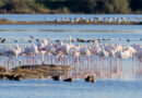 Grado si colora di rosa con oltre mille fenicotteri nella laguna, visite fino a fine marzo