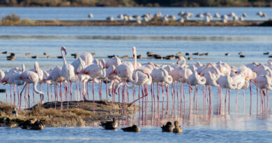 Grado si colora di rosa con oltre mille fenicotteri nella laguna, visite fino a fine marzo