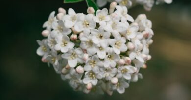 Ripartono le visite al Giardino Viatori di Gorizia: sabato, domenica e giorni festivi