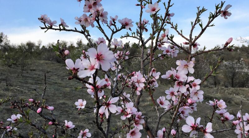 Le mezze stagioni stanno scomparendo? I dati di Arpa FVG raccontano un clima che cambia