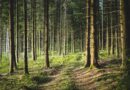 Primavera nella natura: riscoprire il tempo lento nelle oasi Wwf